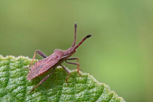 Coriomeris denticulatus